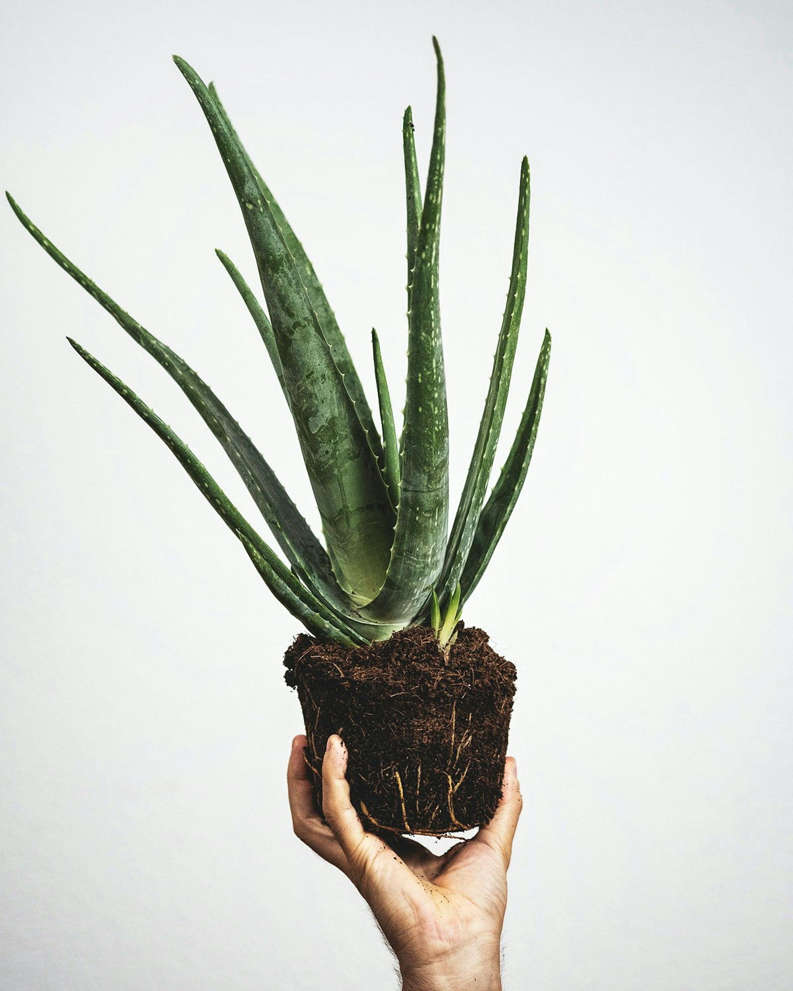 Aloe Barbadensis Leaf Juice