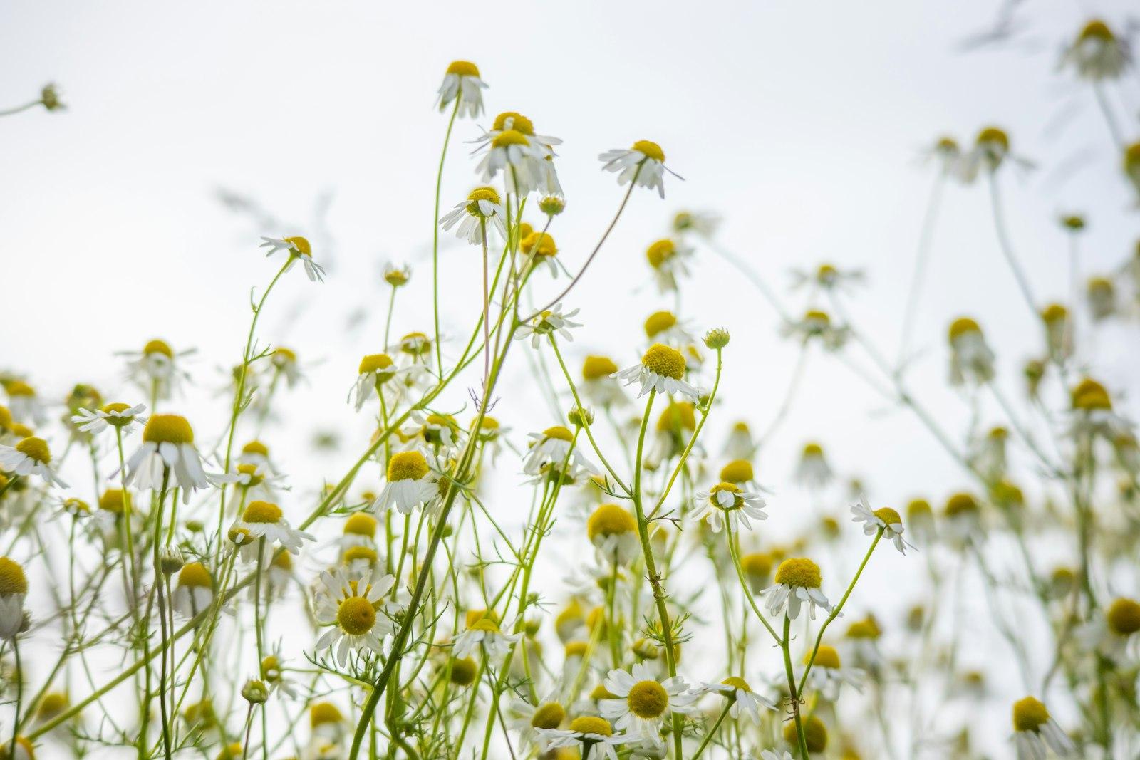 Chamomilla Recutita Flower Extract